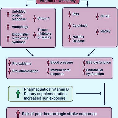 Frontiers | Nutritional Supplementation of Naturally Occurring Vitamin D to  Improve Hemorrhagic Stroke Outcomes